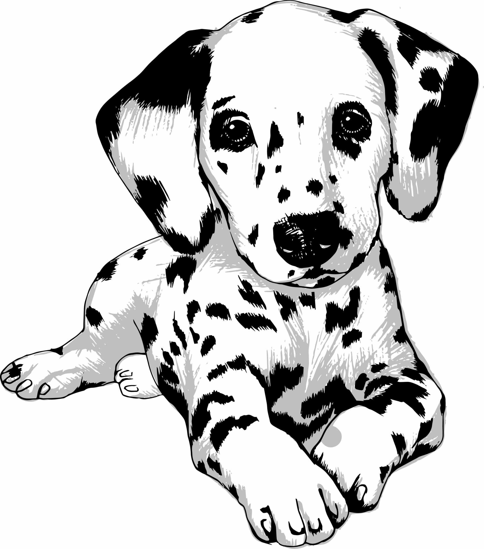 Dalmata